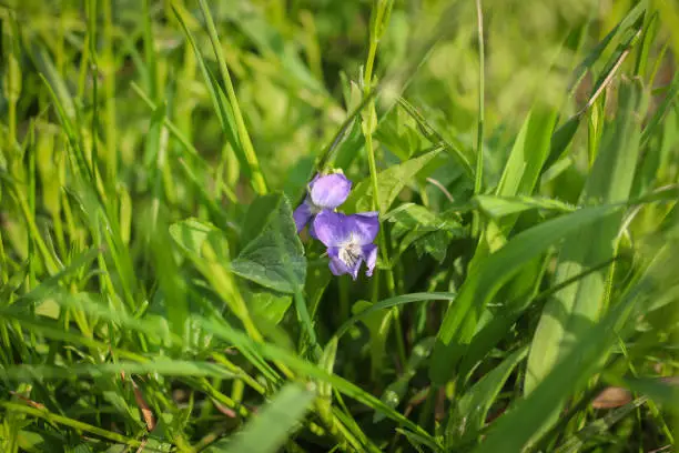 Viola odorata blooming in the green grass.