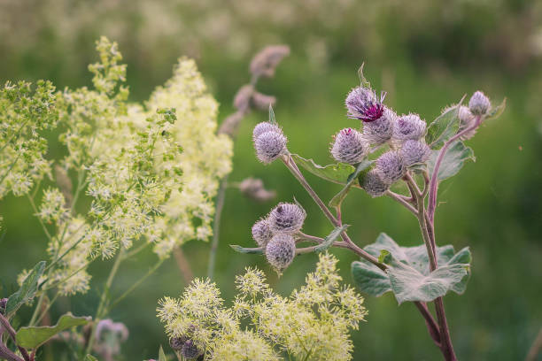 primo posto di grande bardana con un fiori viola pungente, arctium lappa - famiglia delle margherite foto e immagini stock