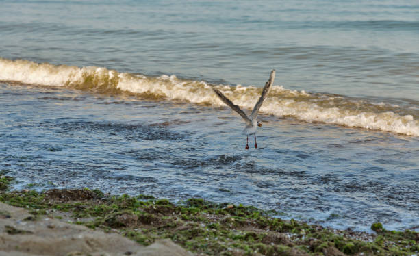 summer beach with flying away seagull summer beach with flying seagull with food in its beak. Black Sea, Ukraine. odessa beach stock pictures, royalty-free photos & images