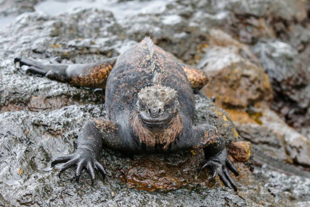 istock Galapagos Iguanas on Santiago Island 1286575178
