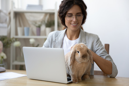 Happy young Caucasian woman sit at desk at home office work on laptop play with fluffy domesticated rabbit. Smiling millennial female buys using computer gadget, have fun caress fluffy pet animal.