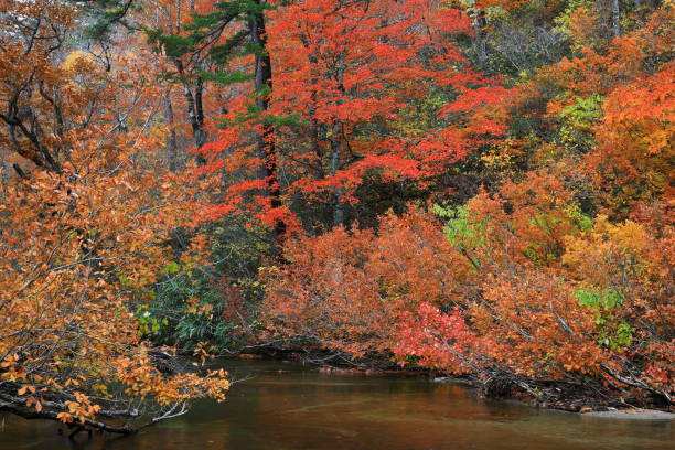 istock Akita Prefecture Autumn Canyon 1286576323