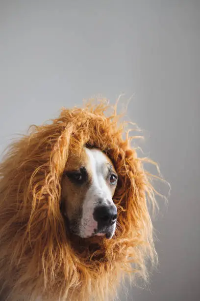 Lion costume for pets, staffordshire terrier dressed in costume for halloween