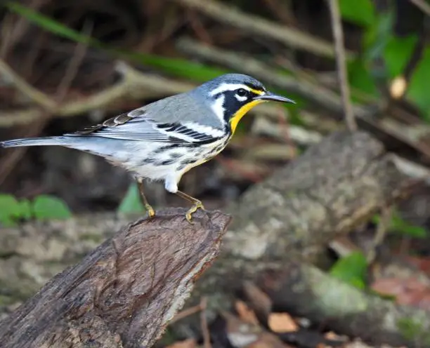 Yellow-throated Warbler profile