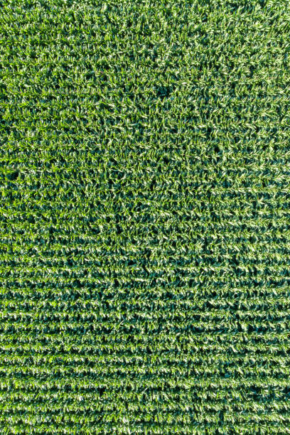 istock Corn field grain background drone view aerial photo portrait format 1286577297