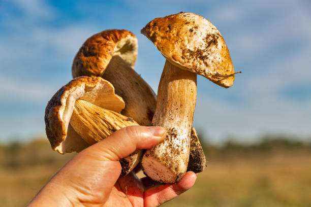 istock hand holds several large porcini mushrooms closeup 1286578349