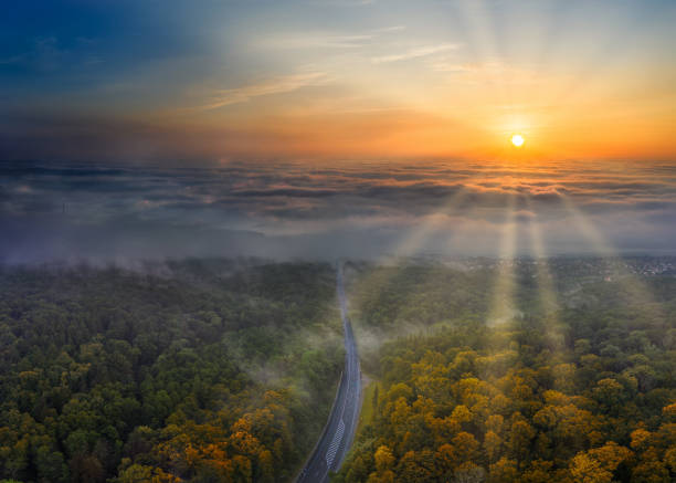 istock Forest in the fog. Sunbeams and long shadows from the trees. 1286578432