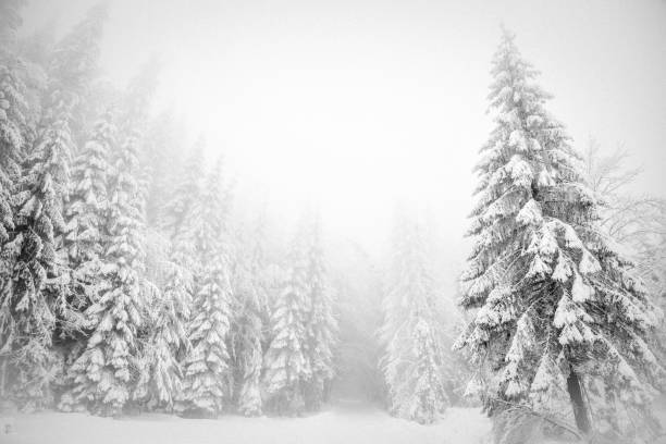 istock Winter wonderland snow on fir tree forest 1286578588