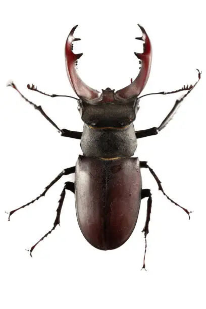 Photo of Lucanus cervus insect is listed in the Red Book.