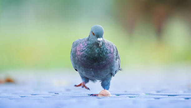 istock Gray dove sitting on the asphalt selective focus 1286579378
