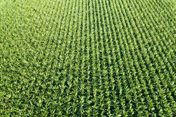 Corn field grain drone view aerial photo agriculture