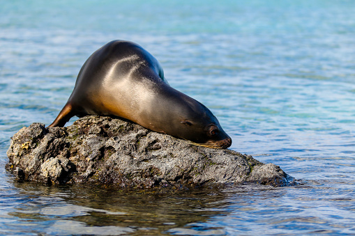 A sea lion on the rocky shores of Elizabeth Bay in the Galapagos Islands