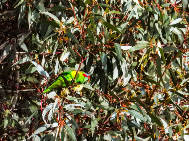 istock Bendigo, Victoria, Australia 1286581147