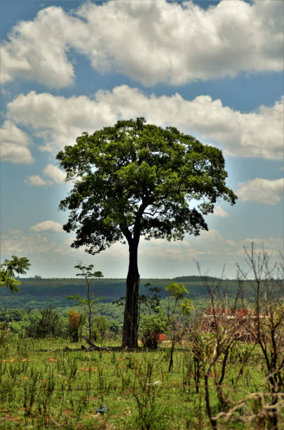 istock Beautiful tree in the field in St. Peter 1286584769