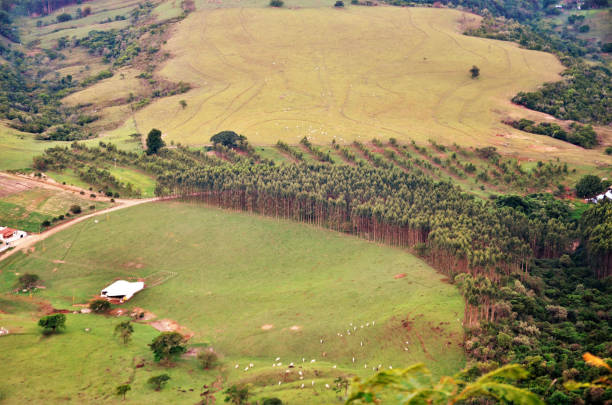 istock Valley background with grazing and several trees 1286585383