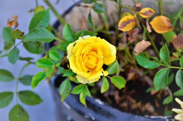A close-up image of a single yellow rosebud in focus, set against a softly blurred green background. The rosebud, captured in its early blooming stage, stands tall and elegant, symbolizing growth, new beginnings, and natural beauty. The composition highlights the delicate texture of the petals and the vibrant yellow color, contrasting beautifully with the lush greenery. This serene and minimalistic nature photograph is perfect for use in themes related to gardening, spring, floral aesthetics, and the beauty of nature.