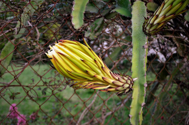 Hylocereus undatus button growing in the garden
