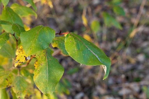 Leaves of a black cottonwood tree, Populus trichocarpa.