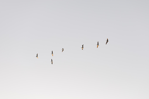 Snow geese flying above wetland trees in Bosque del apache national refuge.