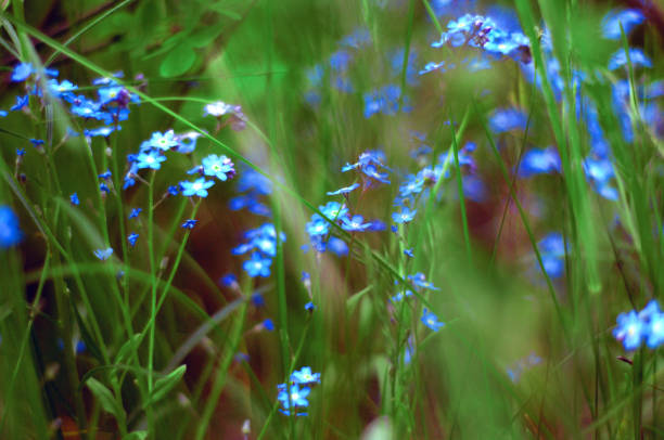 istock Blue and white forget-me-nots. Blue flowers on a green background. 1286585781