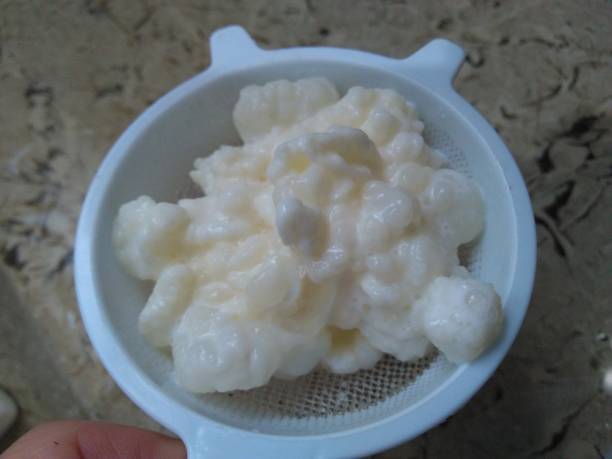 istock Grains kefir in the sieve 1286585808