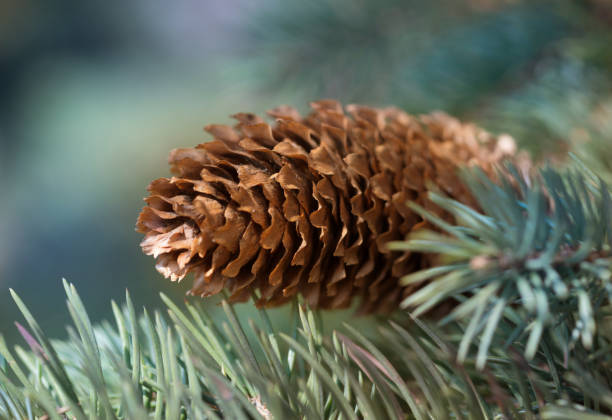 istock Pine trees with fresh brown pine cones and green pine needles. Pinecone in a tree 1286585849