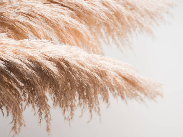 istock Trendy botanical background with pampas grass 1286586788