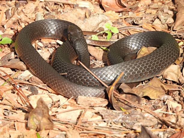 istock Southern Black Racer Snake on resting on mulch 1286587526
