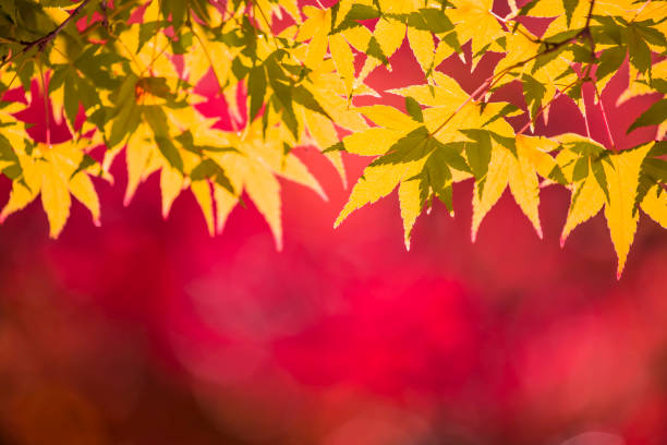 Close up autumn time shiny leaves