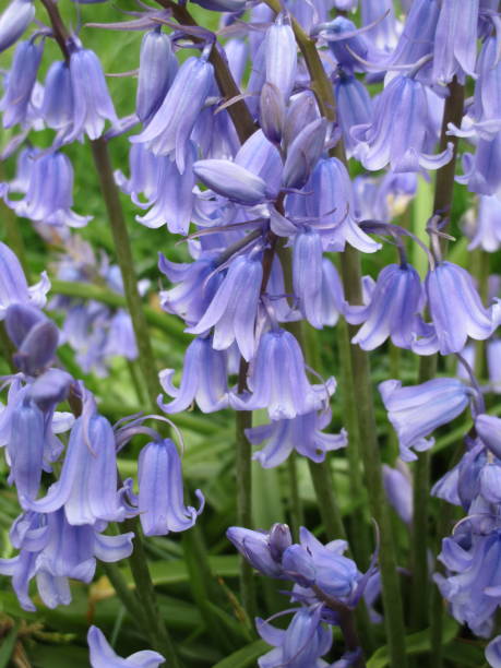 istock Bright Sweet Bluebell Flowers Close Up 2020 1286588696
