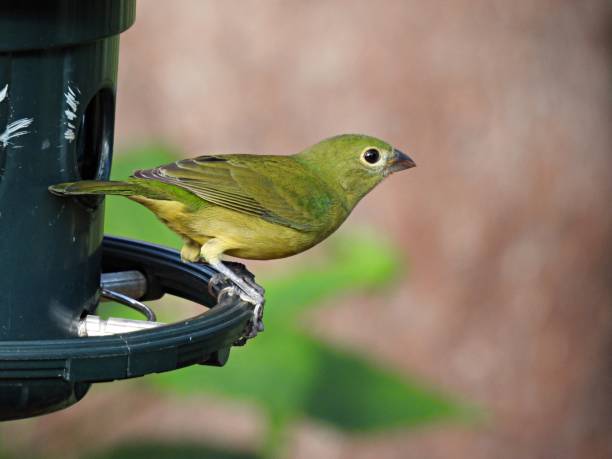 istock Painted Bunting (Passerina ciris) female on a bird feeder 1286588886