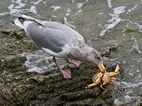 Seagull eating freshly caught crab at the rocky shore, water lapping around