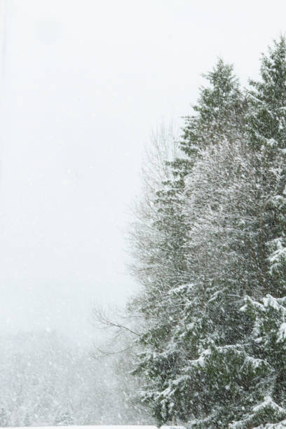 istock Backgrounds - Snow on the Pine Trees with Copy Space 1286589625