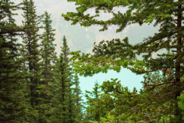 Photo of the Lake Louise in Canadá, North America.
