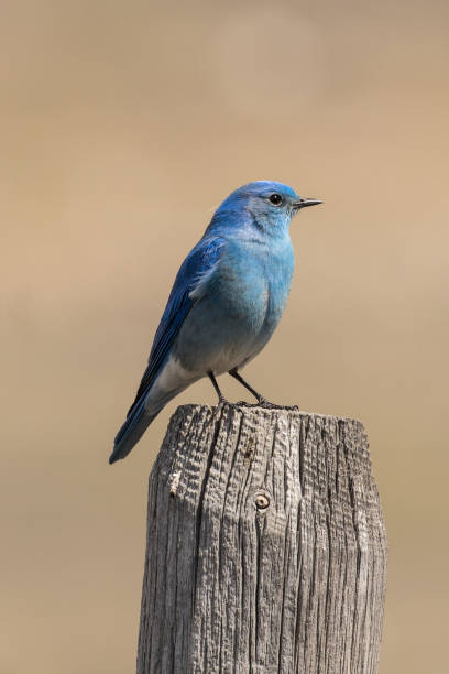 мужская гора голубая птица - mountain bluebird bird bluebird blue стоковые фото и изображения