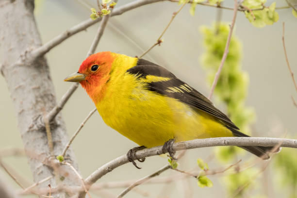 Male Western Tanager Male Western Tanager in Yellowstone National ark piranga ludoviciana stock pictures, royalty-free photos & images