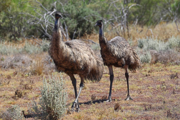 istock Emu's searching for food 1286590784