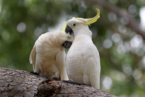 硫磺角鸚鵡 - 小葵花美冠鸚鵡 個照片及圖片檔