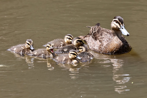 Pacific Black Duck with ducklings