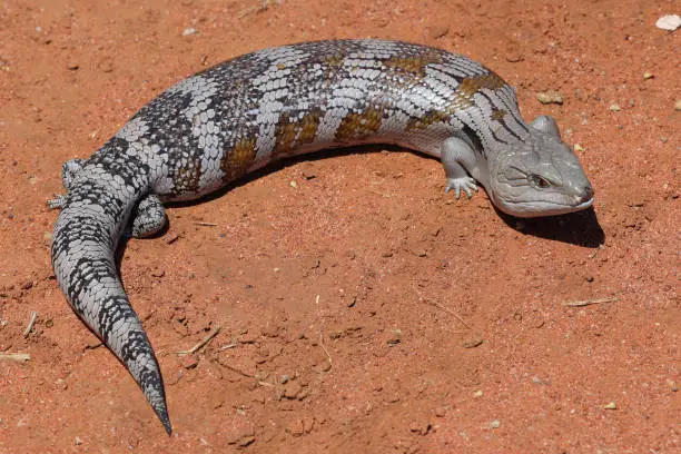 Eastern Blue-tongue Lizard on red soil