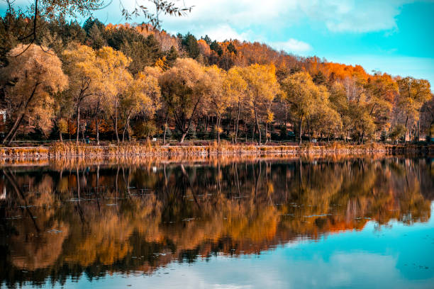 가을 색상의 배경 - yellow landscapes nature park 뉴스 사진 이미지