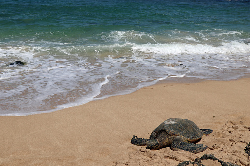 Sea turtles in Hawaii paradise