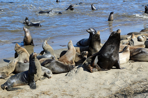 Sea lions on the beach in California