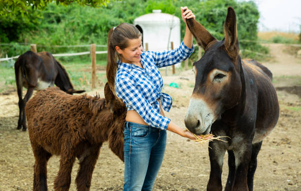 istock Woman looking after donkeys 1286594917