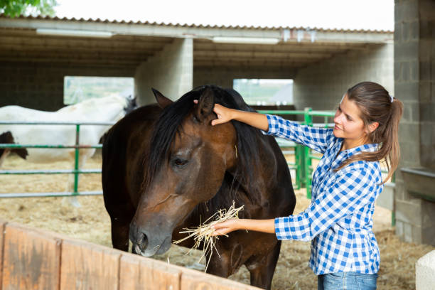istock Young woman caring for horses 1286594926