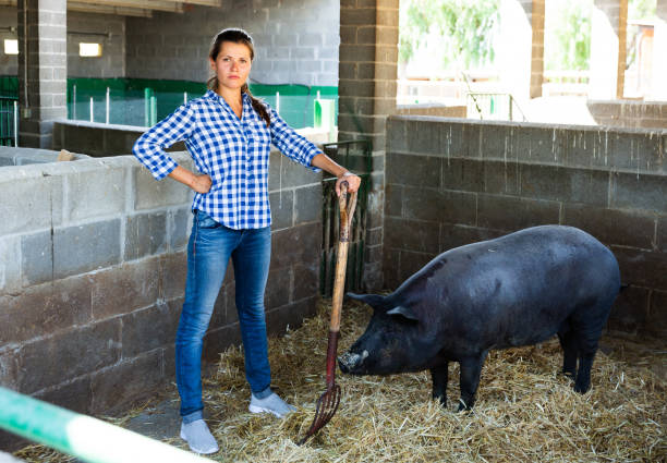 istock Woman working in stall with pig 1286594943