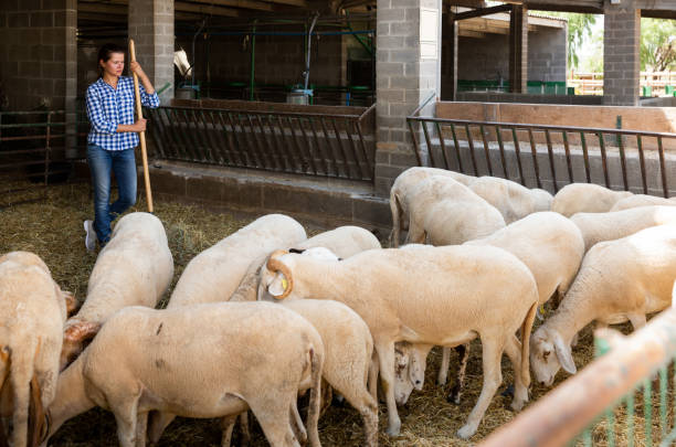 istock Woman working in sheep stall 1286594945