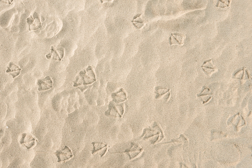 Sea birds footprints on the yellow beach sand.