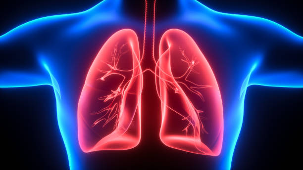 illustration 3d des poumons, concept médical - poumon humain photos et images de collection