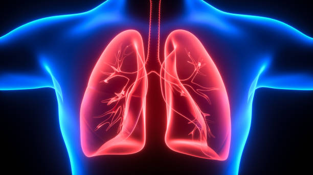 illustrazione 3d di polmoni, concetto medico - human lung foto e immagini stock